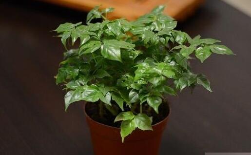 幸福樹(shù)的養(yǎng)護(hù)，栽種土壤和水份的施加都要注意