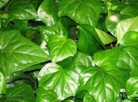 常春藤和常青藤一樣嗎，教你三種區(qū)別方法(形態(tài)/生長(zhǎng)環(huán)境/作用)