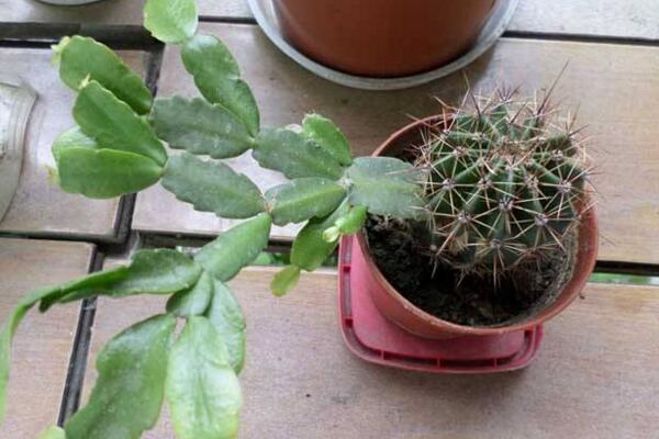 仙人球怎么扦插繁殖，4步即可完成仙人球的扦插