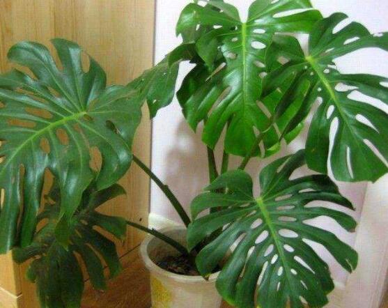 龜背竹用深盆還是淺盆，透氣性強深盆為主(陶盆/紫砂盆/泥瓦盆)