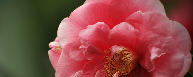 茶花春節(jié)能開(kāi)花嗎