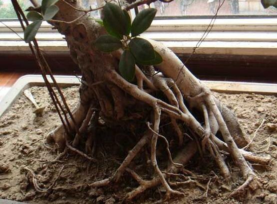 榕樹的品種，盤點榕樹八大品種