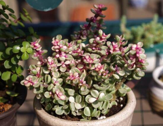 雅樂之舞如何變粉，五個小妙招教你變得粉紅