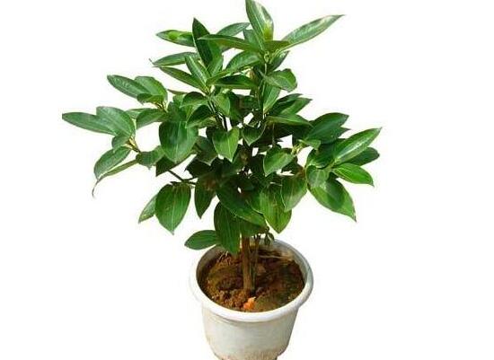 平安樹怎么養(yǎng)才茂盛，平安樹的養(yǎng)殖方法