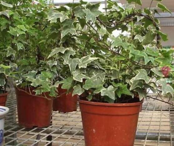 怎樣讓常春藤長(zhǎng)得快，教你六個(gè)要點(diǎn)生長(zhǎng)枝繁葉茂