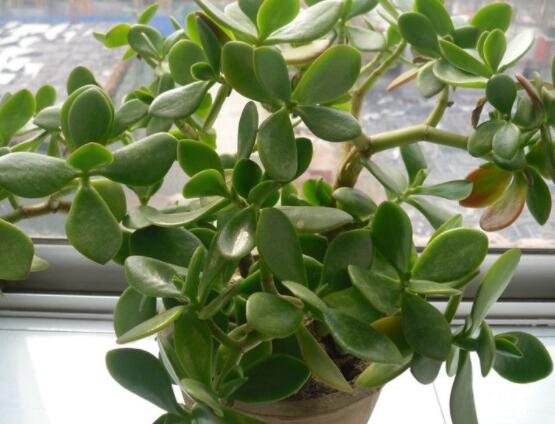 玉樹如何施肥，做到薄肥勤施原則(春夏秋冬)