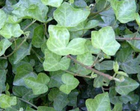 家庭養(yǎng)常春藤常見(jiàn)問(wèn)題大全，做好六點(diǎn)基本要點(diǎn)即可(生長(zhǎng)翠綠)