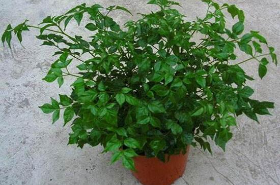 幸福樹開花什么預(yù)兆、寓意著家庭和睦，幸?？鞓?吉兆)