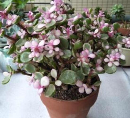 雅樂之舞的扦插技巧，老農(nóng)總結(jié)六個(gè)最簡易基本步驟