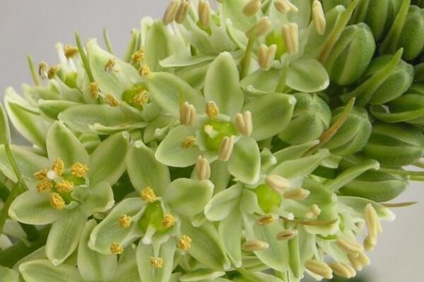 萬(wàn)年青開(kāi)花好嗎，寓意健康長(zhǎng)壽，吉祥如意