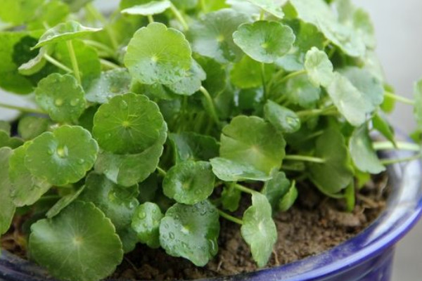 土培銅錢草的養(yǎng)殖方法和注意事項(xiàng)