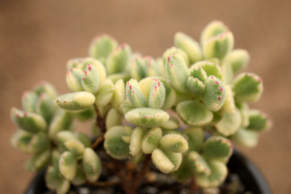 熊童子冬天怎么養(yǎng)，控溫控水/增光施肥