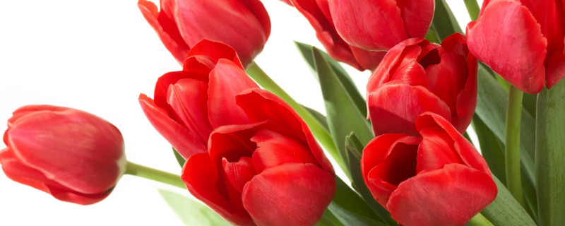 郁金香葉子發(fā)黃咋回事