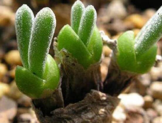 碧光環(huán)多肉怎么養(yǎng)，注意土壤透氣性、控水控溫度