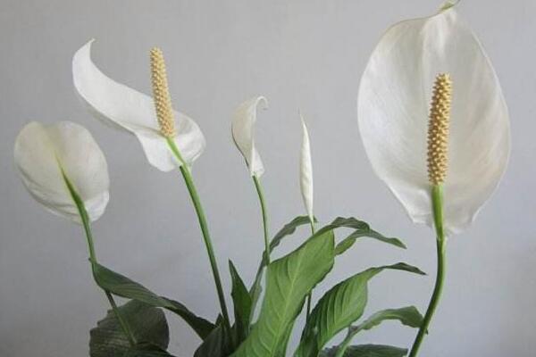 一帆風(fēng)順怎么不開花，不開花原因以及對策