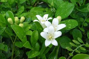 九里香葉子為什么發(fā)黃，九里香葉子發(fā)黃怎么辦