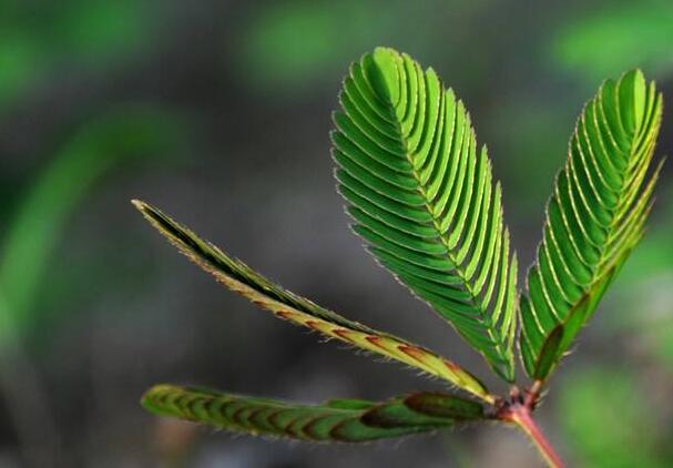 含羞草夏天能播種嗎，不能種/只能在春秋兩季栽種