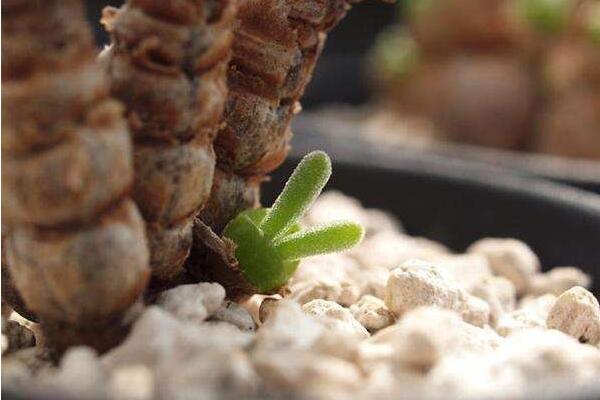 碧光環(huán)花語是什么，碧光環(huán)—可愛的精靈