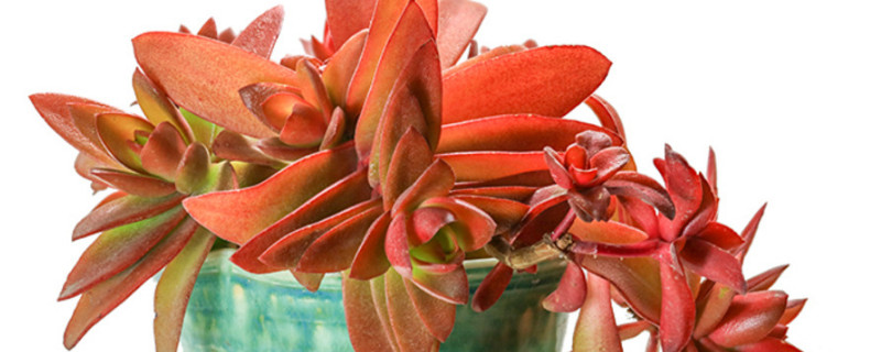 火祭冬天可以露養(yǎng)嗎