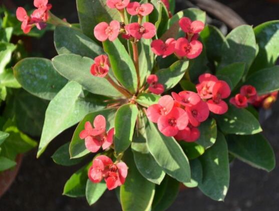 虎刺梅扦插方法，教你五個步驟扦插爆盆