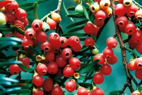 紅豆杉用什么土栽培好，疏松透氣、保水保肥