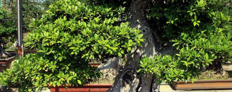 盆栽榕樹怎么換盆