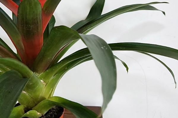 鴻運當頭養(yǎng)幾顆好