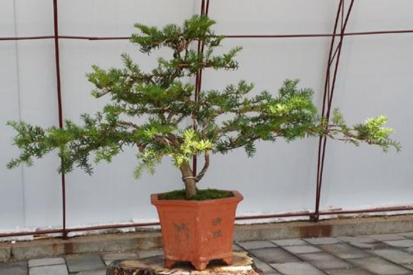 盆栽紅豆杉的養(yǎng)殖方法和注意事項(xiàng)