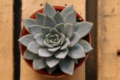 寶石花怎樣用葉子繁殖，寶石紅葉子繁殖5大要點(diǎn)