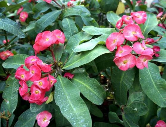 虎刺梅不開花什么原因，老農(nóng)總結(jié)最實用三種解決方法