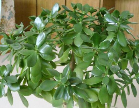 植物燕子掌有毒嗎，無毒與有毒需待進(jìn)一步科學(xué)考證(證據(jù)不足)