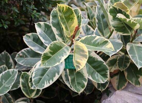 橡皮樹常見品種，盤點最好看的五大種類