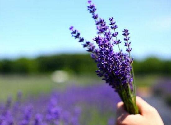 薰衣草怎么修剪，薰衣草的修剪方法