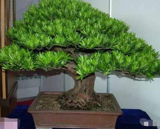 羅漢松寓意是什么，意著招財進寶、長壽吉祥(美好)