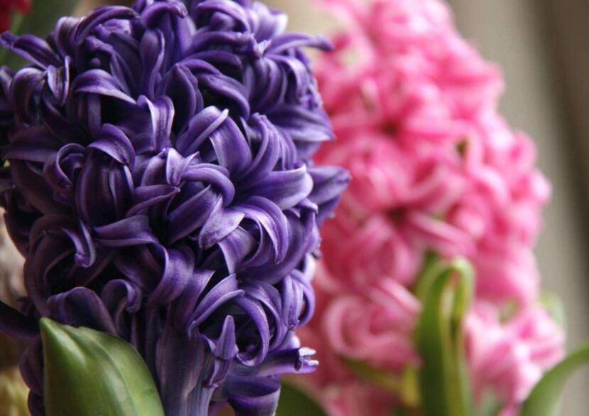 風(fēng)信子土培的養(yǎng)殖方法，要從土壤等5個(gè)方面注意