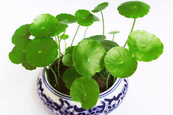 銅錢草除甲醛嗎，能/但除甲醛效果一般