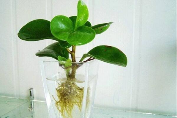 青葉碧玉的養(yǎng)殖方法，掌握5大要點(diǎn)