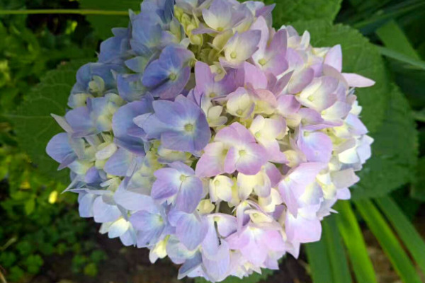 無(wú)盡夏枝條太細(xì)怎么辦