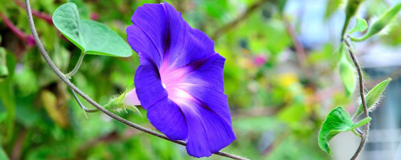 牽?；ㄅ柙栽趺答B(yǎng)