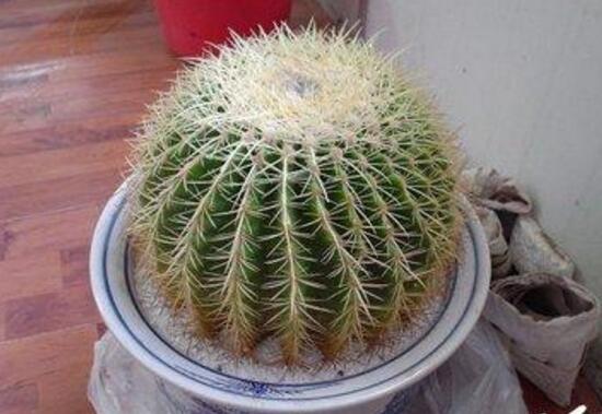 仙人球怎么繁殖，仙人球的扦插方法