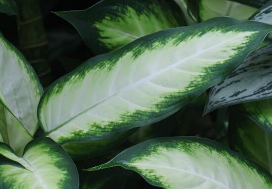 厚葉萬年青有毒嗎，誤食致人聲帶變啞、胃腸腫痛