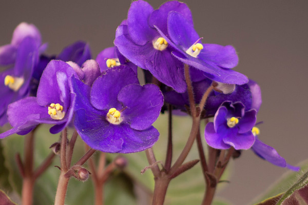 紫羅蘭沒(méi)根可以水養(yǎng)嗎