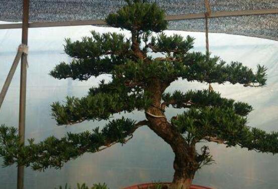 羅漢松造型最佳時(shí)間，每年7-8月份最好(生長(zhǎng)旺盛期)