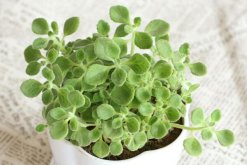 碰碰香爛根怎么辦，剪除爛根重新栽種