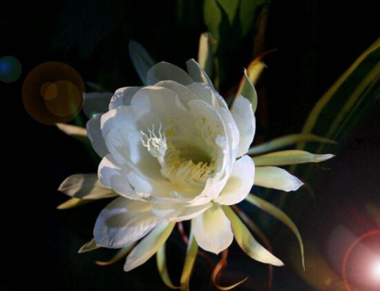 曇花爛根了要怎么辦，及時修剪腐爛根系/做好傷口消毒