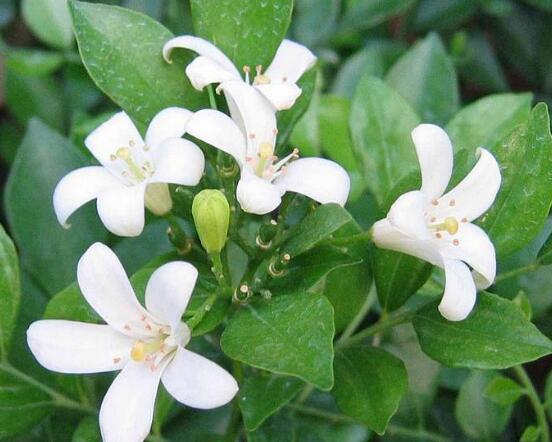 七里香和九里香的區(qū)別，教你三種區(qū)別方法(形態(tài)/生長/作用)