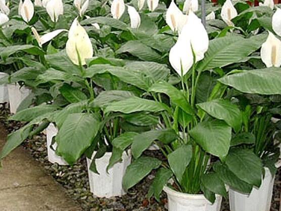 一帆風(fēng)順?biāo)B(yǎng)還是土養(yǎng)，土養(yǎng)最為合適(水養(yǎng)易爛根)