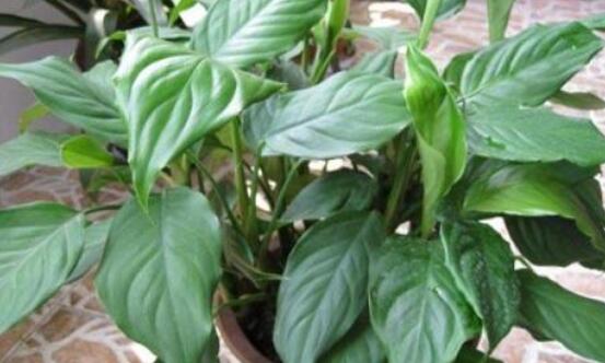 萬年青的象征意義，象征著健康長壽，福如東海