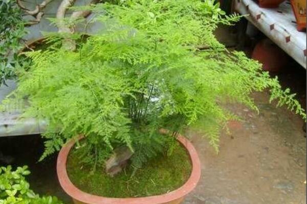 剪下來(lái)的文竹能插活嗎，文竹扦插繁殖的秘訣