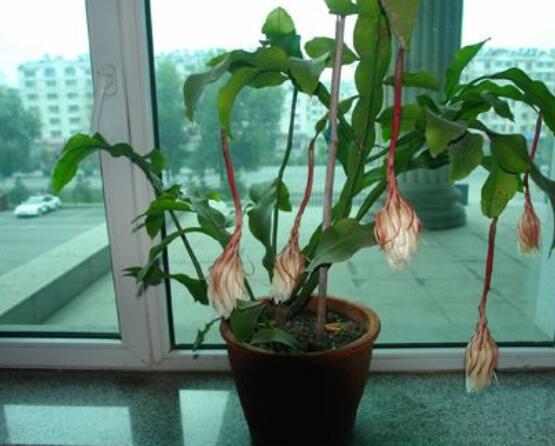 曇花換盆注意事項，只需要注意五個要點即可